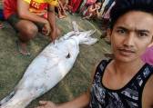 Гигантский кальмар удивил своим размером жителей филиппинской деревни (Видео) 2