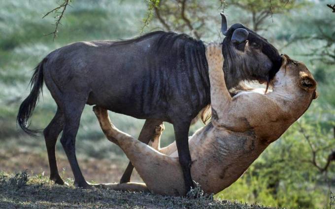 Поцелуй смерти. Львица впилась в морду беспомощной антилопы в африканском парке дикой природы