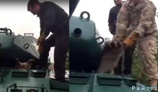 Пухлый енот, застрявший в люке танка, был спасён военными в США (Видео)