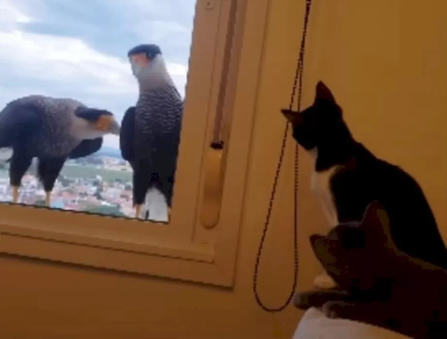 Окно помешало пернатым и кошачьим хищникам разнообразить рацион питания: видео