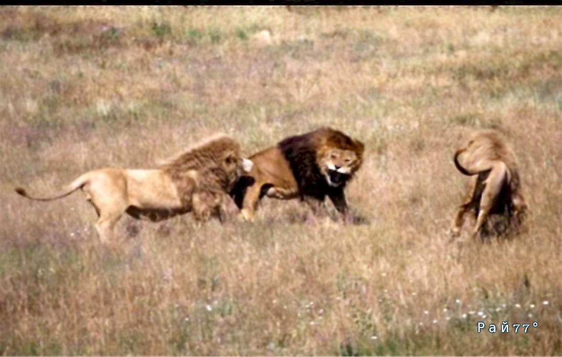 Трое на одного: лев отбил атаки трёх сородичей на глазах у туристки