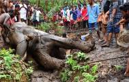 Два экскаватора и толпа местных жителей на протяжении 7-ми часов вытаскивали слона из болота в Индии (Видео) 5