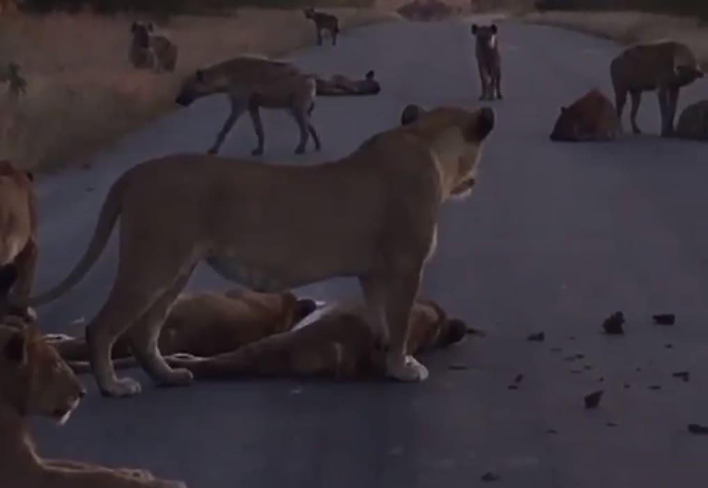 Клан гиен и львиный прайд, как смеркалось, сообща оккупировали дорогу в ЮАР - видео