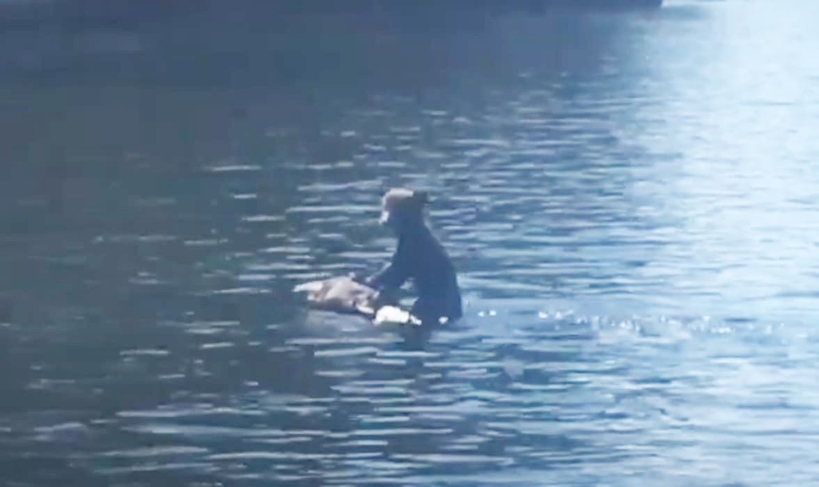 Медведица, плывущая с медвежонком на шее, привлекла внимание туристов на канадской реке