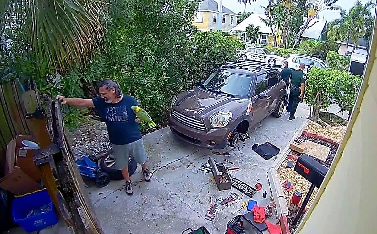 Попугай, зовущий на помощь, привлёк внимание полицейских во Флориде