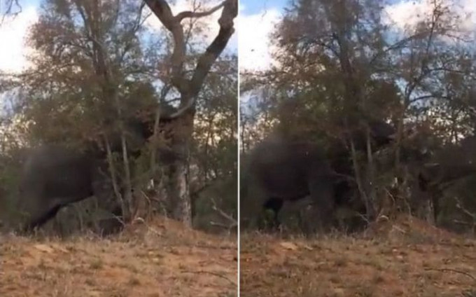 Слон, не дотягиваясь до листьев, сломал массивное дерево в южноафриканском парке (Видео)