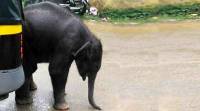 Слонёнка - сироту спасли в Индии (Видео) 0