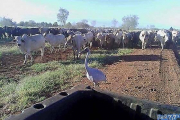 Журавль страдающий «кризисом идентичности» пасёт коров на ферме в Австралии (Видео) 1