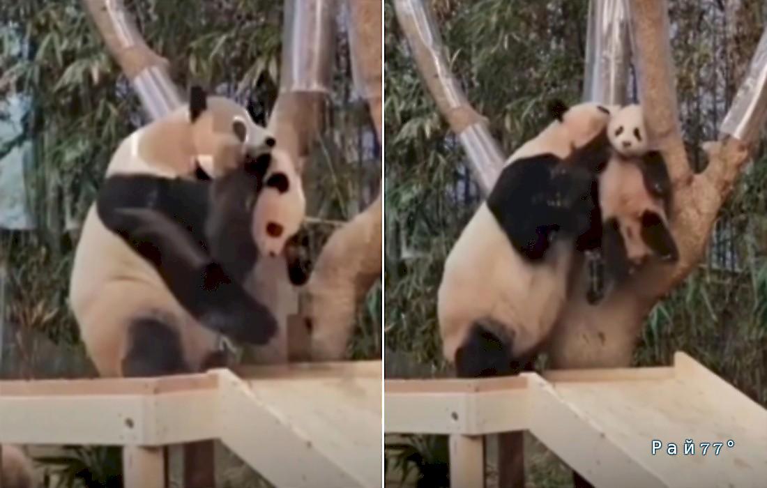 Панда-мать в воспитательных целях устроила взбучку своему детёнышу: видео