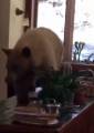 Голодный медведь, выйдя из спячки, устроил пир в частном доме в Калифорнии (Видео) 2