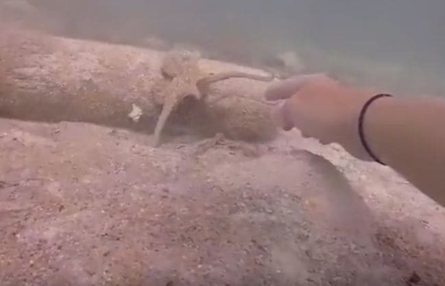 Умный осьминог попросил дайвера помочь ему во время охоты (Видео)
