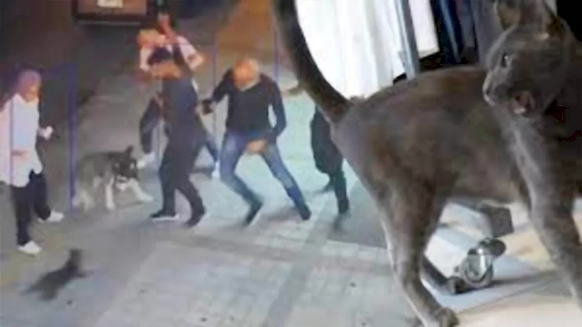 Агрессивный кот затерроризировал собак в Турции - видео