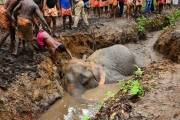 Два экскаватора и толпа местных жителей на протяжении 7-ми часов вытаскивали слона из болота в Индии (Видео) 3