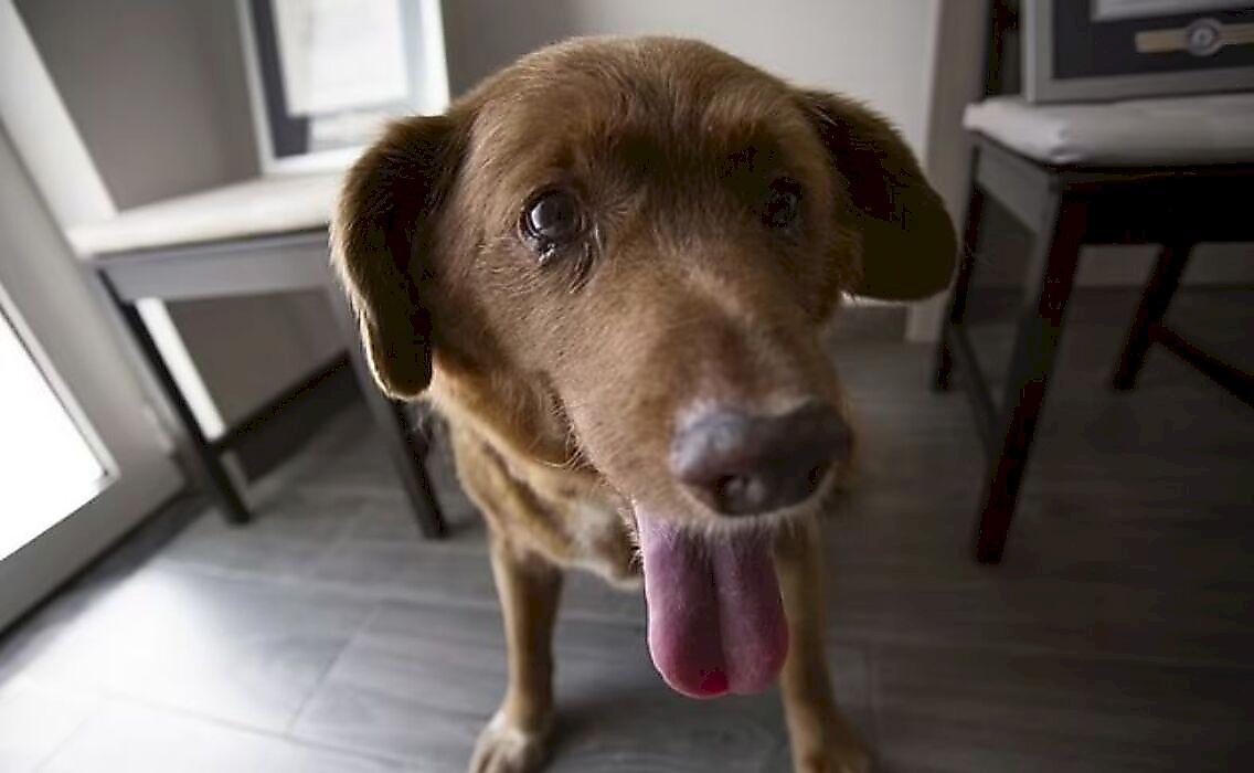 Самый старый пёс в мире проживает в Португалии