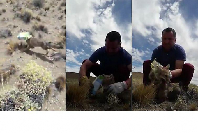 Чилиец избавил лисицу от нескольких молочных пакетов, застрявших на её морде ▶