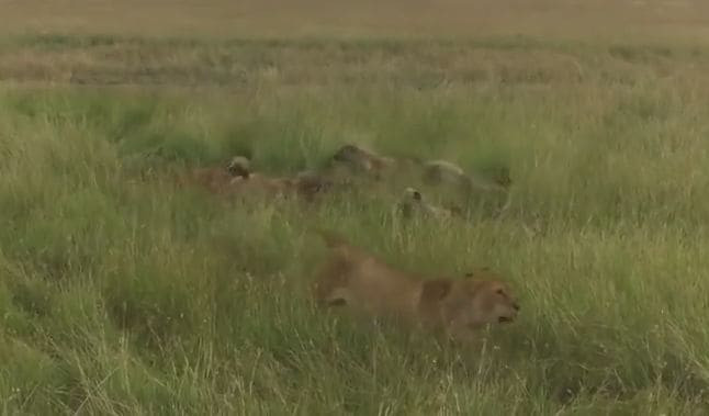 Стая гиен отбила у львиц добычу в заповеднике Масаи-Мара (Видео)