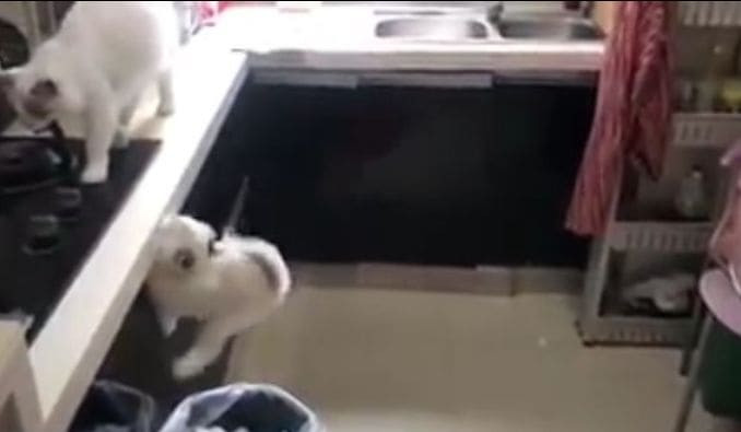 Котёнок не долетел до стола и приземлился в мусорном ведре (Видео)