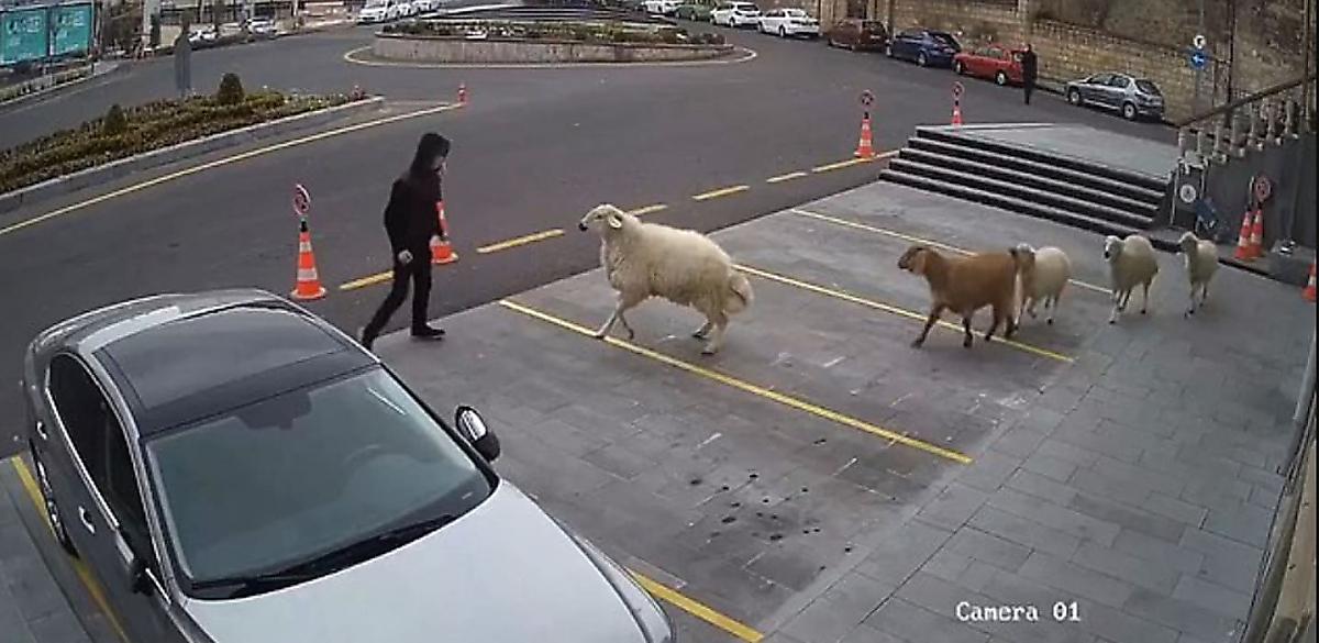 Коза, овца и три ягнёнка, сбежав от фермера, устроили хаос возле турецкой мэрии