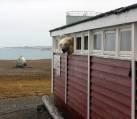 Белый медведь проник на склад с алкоголем и шоколадом в гостинице на острове Шпицберген (Видео) 0