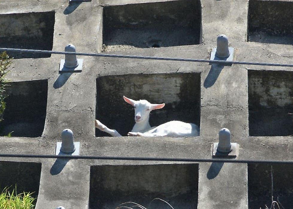 Сбежавшая коза устроила жилище на бетонном склоне, над ж/д путями в Японии