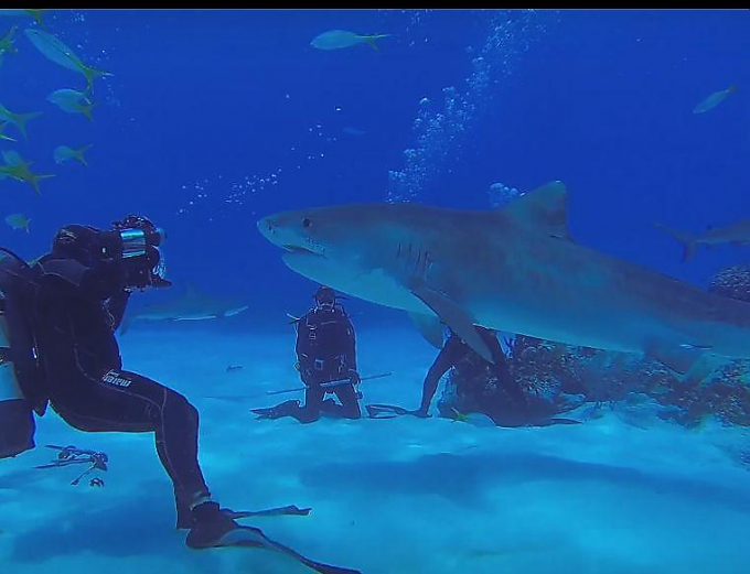 Любопытные тигровые акулы приняли участие в фотосессии у Багамских островов ▶