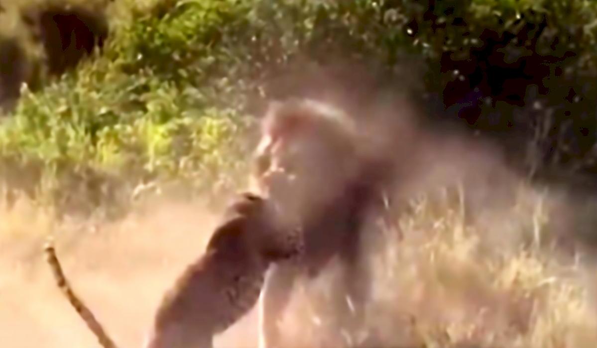 Схватку льва и леопарда запечатлели туристы в Кении