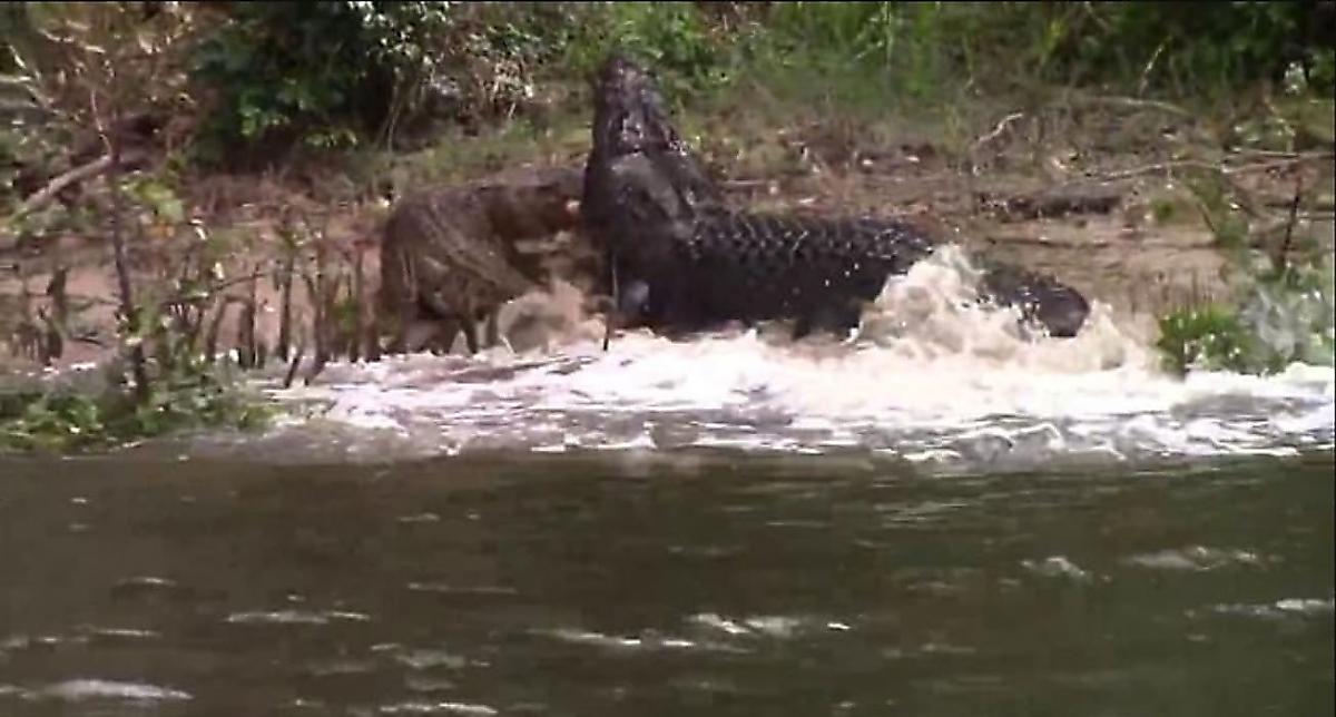 Турист запечатлел, как самец крокодила напал на изменившую ему самку в Австралии