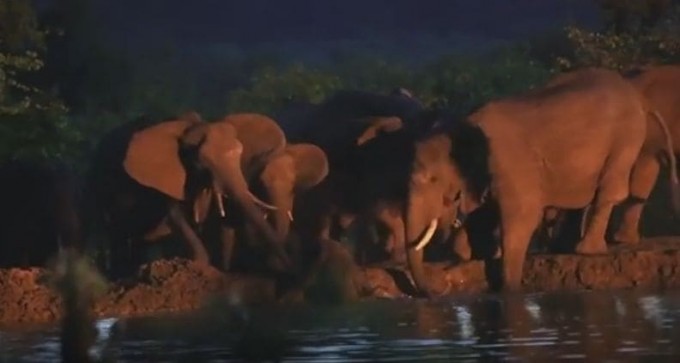 В спасении тонущего слонёнка приняло участие стадо слонов (Видео)