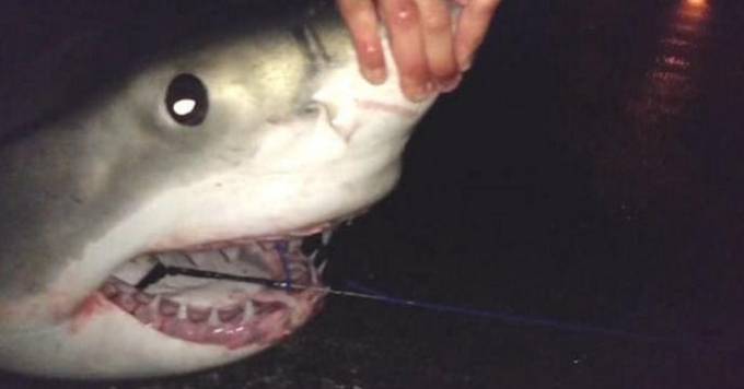 Рыбаки случайно поймали большую белую акулу у берегов мексиканского курорта (Видео)