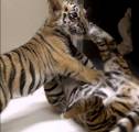 Брошенный тигрёнок нашёл друга в зоопарке Сан - Диего. (Видео) 1