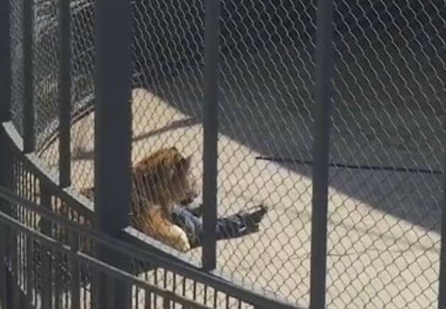 Тигр растерзал смотрителя зоопарка в Китае. (Видео)