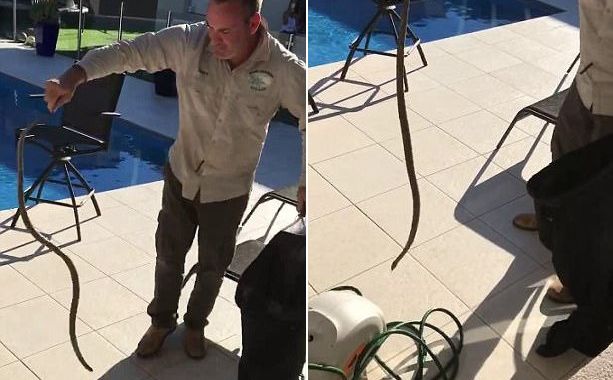 Змея прикинулась шлангом рядом с бассейном в Австралии (Видео)