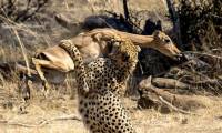 В объятьях смерти. Антилопа не смогла перепрыгнуть через гепарда в национальном парке Пиланесберг в ЮАР 3