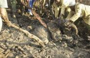 Спасение маленького слонёнка, застрявшего в трясине, происходило на глазах слонихи в африканском заповеднике 7
