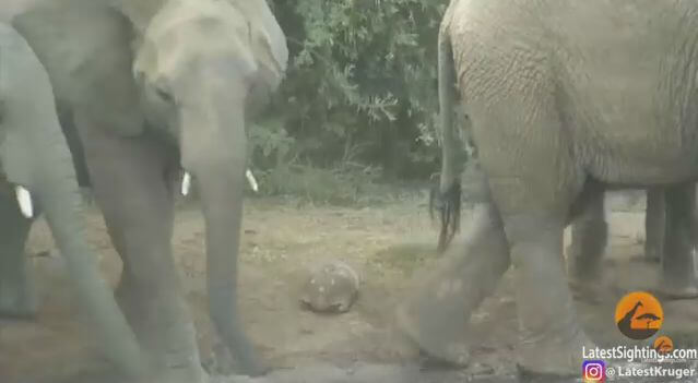 Самая удачливая черепаха в мире выжила, оказавшись под ногами у стада слонов (Видео)