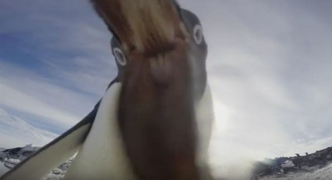Пингвины попытались украсть видеокамеры, оставленные фотографом на побережье в Антарктиде (Видео)