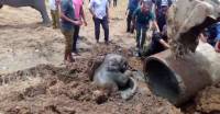 Маленького слонёнка, застрявшего в колодце, спасли в Шри - Ланке (Видео) 5