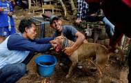 Смертельные побоища между собаками и кабанами были организованы в Индонезии. (Видео) 2