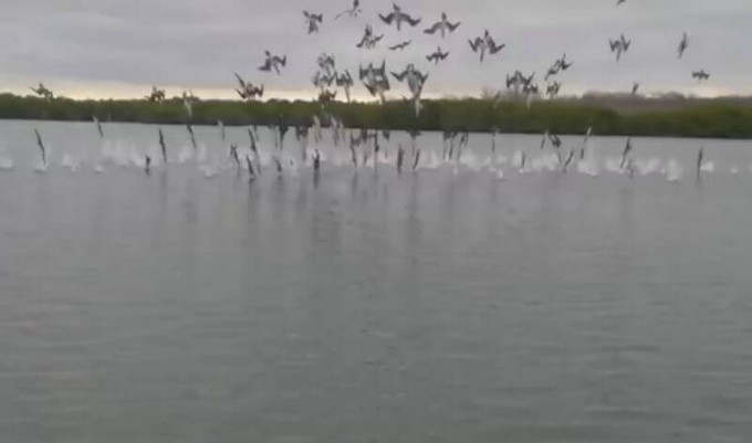 Коллективная «рыбалка» в исполнении голубоногих олуш была запечатлена на Галопогосах (Видео)