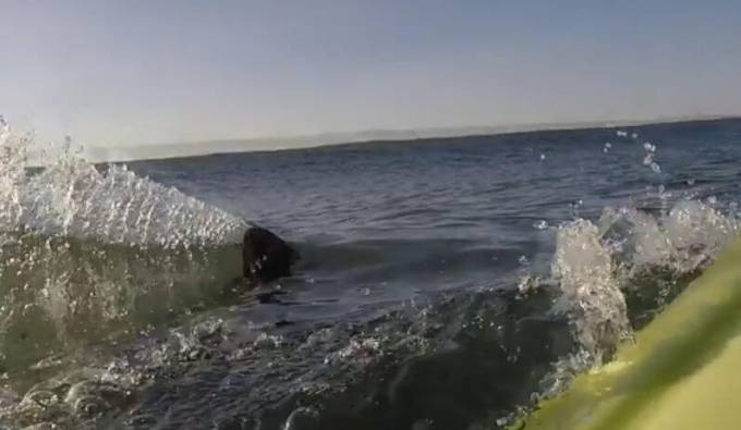Белая акула «подрезала» сёрфера в Калифорнии (Видео)