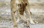 Львица нашла «замену» своим погибшим детёнышам в заповеднике Намибии 3