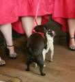Мопсы - бесстыдники сыграли собачью свадьбу во время церемонии бракосочетания в Шотландии. 0