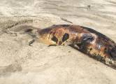 Девять крокодилов устроили пир возле туши мёртвого кита в Австралии 0