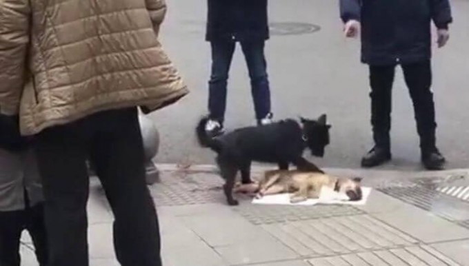 Собака оттащила попавшего под автомобиль друга в Китае. (Видео)