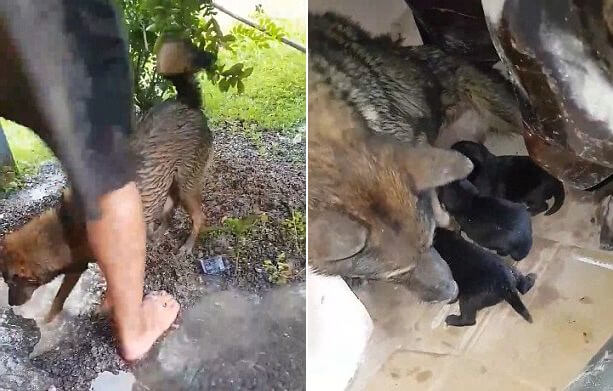 Удивительные кадры совместной операции по спасению четырёх щенков были запечатлены во Вьетнаме. (Видео)
