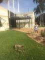 Кровожадный питон сожрал всех домашних питомцев у своей хозяйки в Австралии (Видео) 2