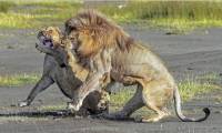 Итальянский фотограф стал свидетелем разборки в львином семействе в парке Танзании 0