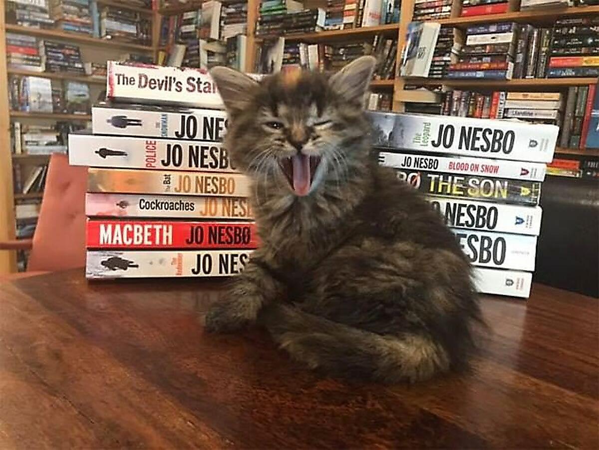Книжный магазин, ставший питомником для котят, пользуется огромной популярностью в Канаде