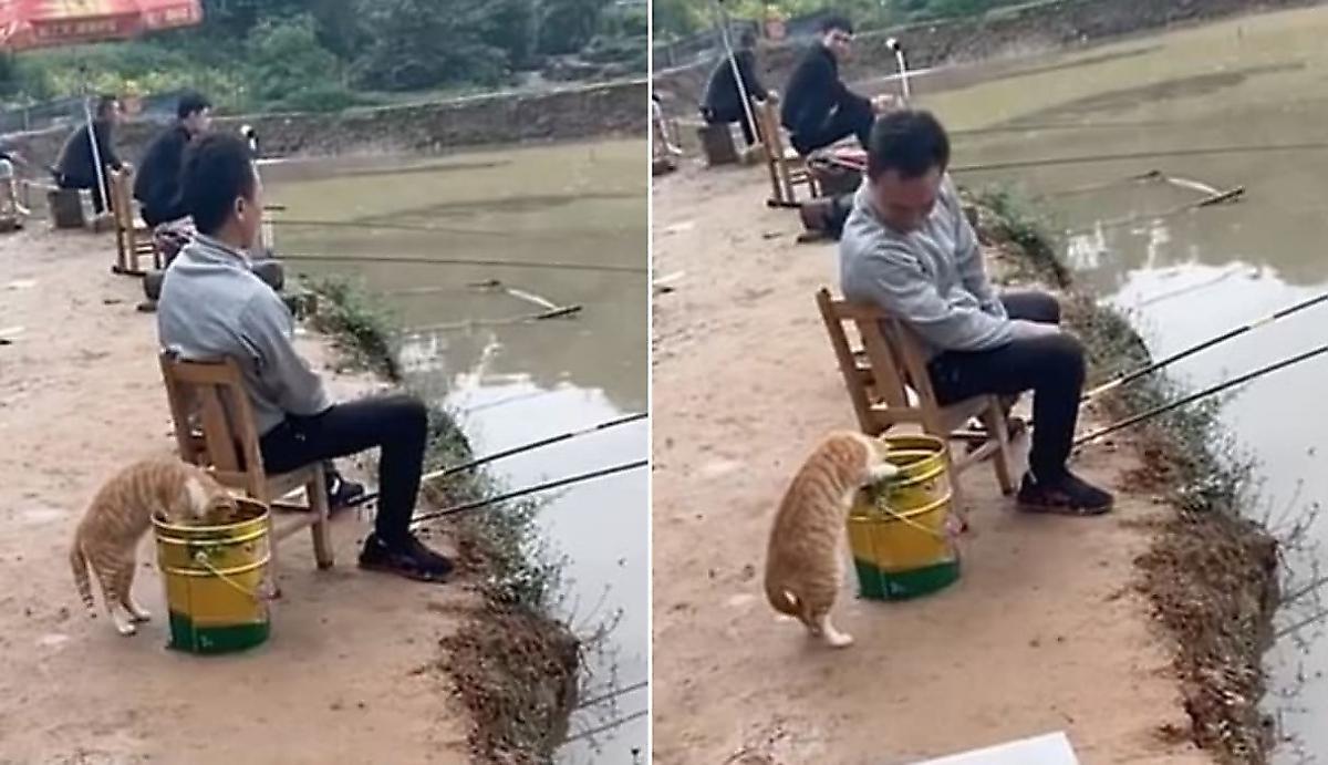 Кошачий воришка подкрался сзади к рыбаку и попытался лишить его улова - видео