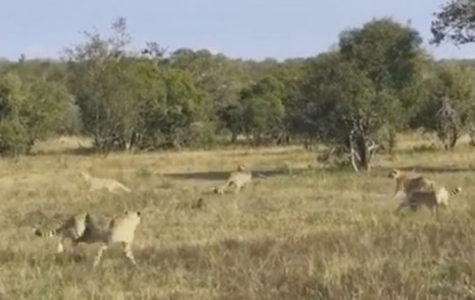Леопард поверг в бегство пятерых гепардов, попытавшихся напасть на него (Видео)
